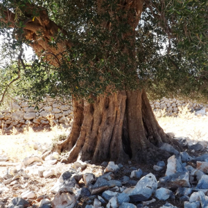 Les oliveraies de Lun ( photo : F. Detry ) Les oliveraies de Lun ( photo : F. Detry )