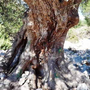 Les oliveraies de Lun ( photo : F. Detry ) Les oliveraies de Lun ( photo : F. Detry )