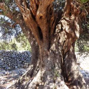 Les oliveraies de Lun ( photo : F. Detry ) Les oliveraies de Lun ( photo : F. Detry )