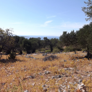 Les oliveraies de Lun ( photo : F. Detry ) Les oliveraies de Lun ( photo : F. Detry )