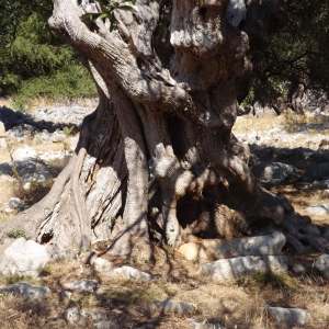 Les oliveraies de Lun ( photo : F. Detry ) Les oliveraies de Lun ( photo : F. Detry )