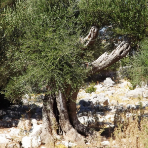 Les oliveraies de Lun ( photo : F. Detry ) Les oliveraies de Lun ( photo : F. Detry )