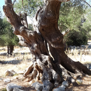 Les oliveraies de Lun ( photo : F. Detry ) Les oliveraies de Lun ( photo : F. Detry )