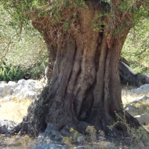 Les oliveraies de Lun ( photo : F. Detry ) Les oliveraies de Lun ( photo : F. Detry )