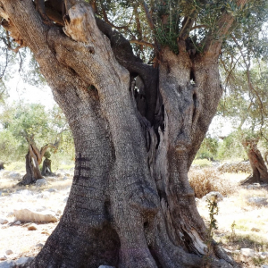 Les oliveraies de Lun ( photo : F. Detry ) Les oliveraies de Lun ( photo : F. Detry )