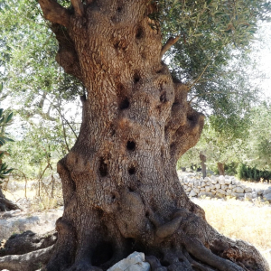 Les oliveraies de Lun ( photo : F. Detry ) Les oliveraies de Lun ( photo : F. Detry )
