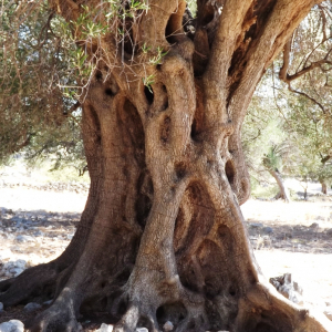 Les oliveraies de Lun ( photo : F. Detry ) Les oliveraies de Lun ( photo : F. Detry )