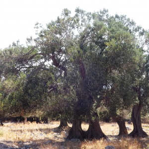 Les oliveraies de Lun ( photo : F. Detry ) Les oliveraies de Lun ( photo : F. Detry )