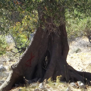 Les oliveraies de Lun ( photo : F. Detry ) Les oliveraies de Lun ( photo : F. Detry )