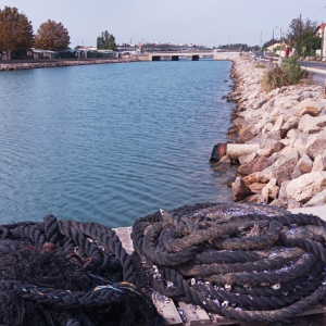 2007 Marseillan ( France ) ( Photo : F. Detry )
