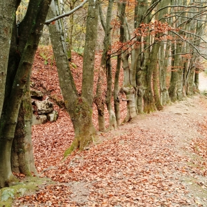 Nature en bord de Warchenne