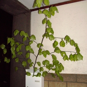 Branche de hêtre