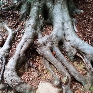 Fantaisie de la nature