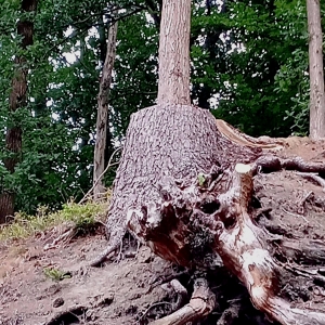 Fantaisie de la nature