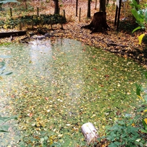 Promenade du "Thier des Oies"