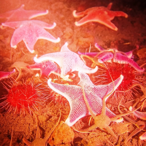 35 Les étoiles de mer