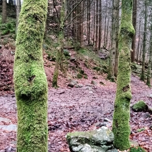 Zone humide ( Photo Detry )