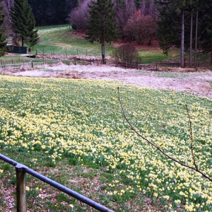 Holzxwarche 2023 ( Photo :F. Detry )
