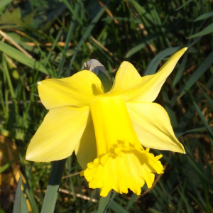 Bullange : les jonquilles font leur retour dans la vallée de la Holzwarche  ( Photo : F. Detry )