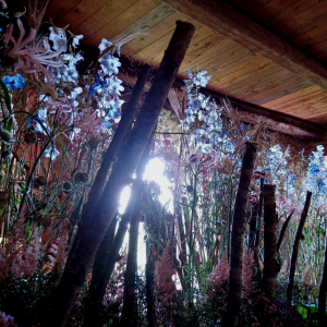 Castelflora à Reinhardstein 2023
