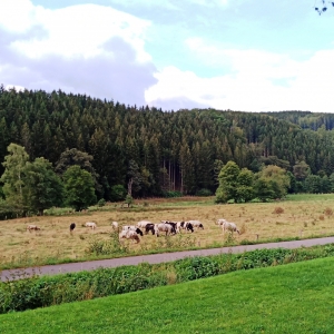 En bordure du chemin