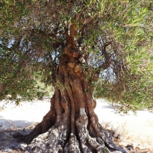 Les oliveraies de Lun ( photo : F. Detry ) Les oliveraies de Lun ( photo : F. Detry )