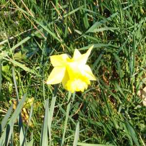 Bullange : les jonquilles font leur retour dans la vallée de la Holzwarche  ( Photo : F. Detry )