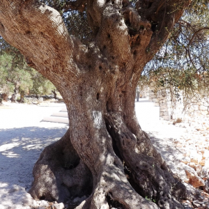 Les oliveraies de Lun ( photo : F. Detry ) Les oliveraies de Lun ( photo : F. Detry )