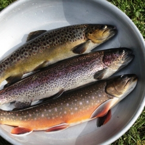 La majorité des poissons élevés sont la truite arc-en-ciel, la truite fario et le saumon de fontaine.