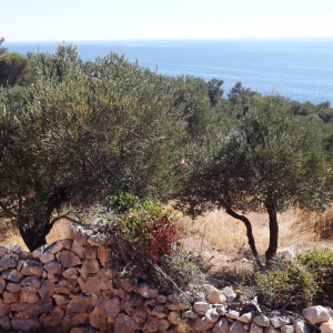 Les oliveraies de Lun ( photo : F. Detry ) Les oliveraies de Lun ( photo : F. Detry )