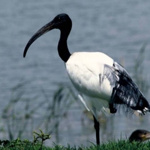 6 L'ibis sacré