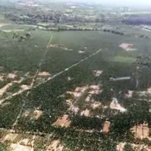 En plus de tuer les bananiers, la maladie de Panama persiste également dans le sol pendant des décennies