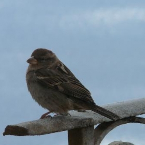 Oiseau de chez nous