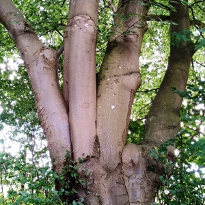 Fantaisie de la nature