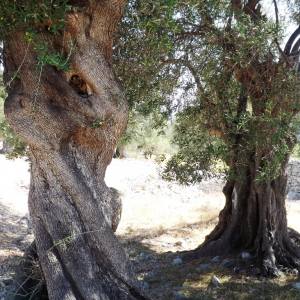 Les oliveraies de Lun ( photo : F. Detry ) Les oliveraies de Lun ( photo : F. Detry )