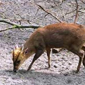 9 Le muntjac