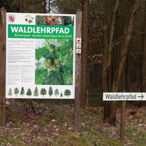 _rodt_waldlehrpfad_03-c-ostbelgien.eu