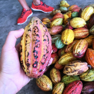 Au Vietnam ( Photo Bean-to-Bar )