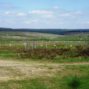 Camp d'Elsenborn ( photo : F. Detry )