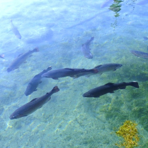 Commanderie et pisciculture ( photo Mich Flam )