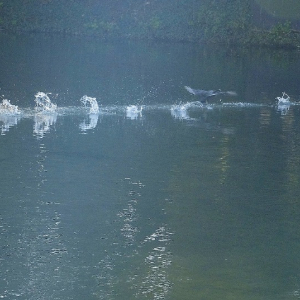 Commanderie et pisciculture ( photo Mich Flam )