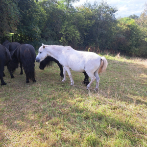 VENNTRILOGIE ETAPE 2 : EYNATTEN - EUPEN  
