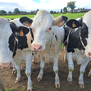 VENNTRILOGIE ETAPE 2 : EYNATTEN - EUPEN  