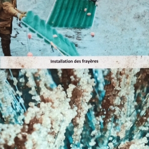 Les freyères