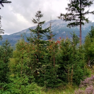 Vue sur les Hautes Tatras ( photo : F. Detry )