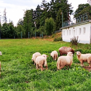 Nový Smokovec, proche de la nature ( photo : F. Detry )