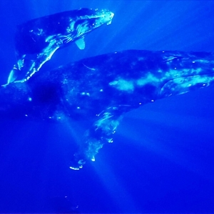 Approche du monde animal