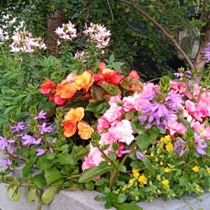 Les fleurs du Pont