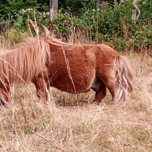 Paisible rencontre