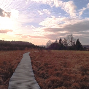 Paysage fagnard